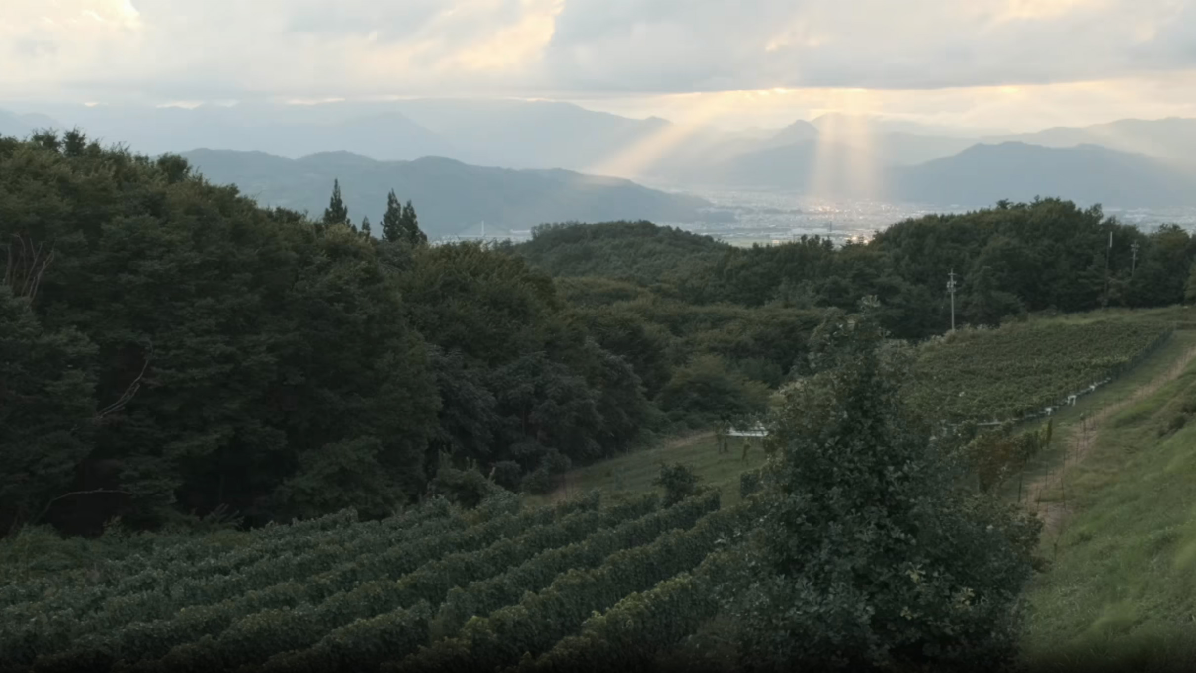 ジョンホワイト　フラワーキューピー ジョンホワイト フラワーキューピー 【公式通販】